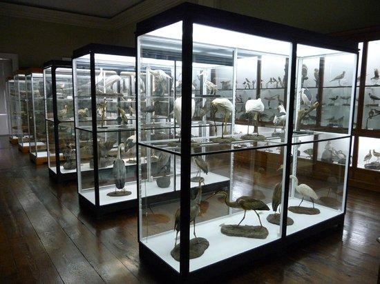 Museum of Natural History Funchal