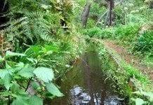 Levada Prazeres