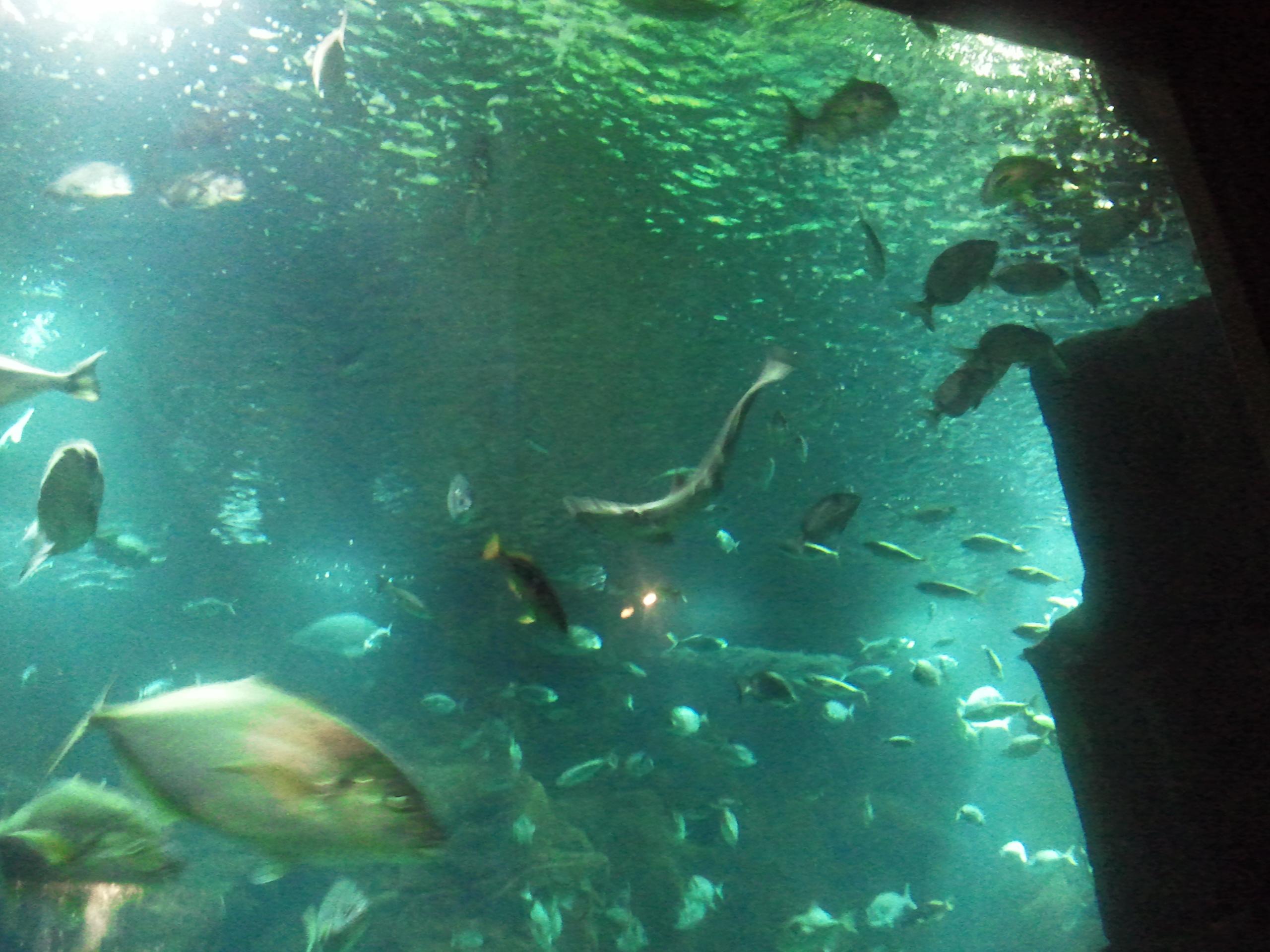 Madeira Aquarium